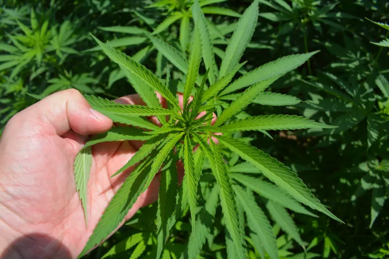 IGA-cannabis-1715100844.webp Cannabis Life Products Near Me In Lahore - Image 1